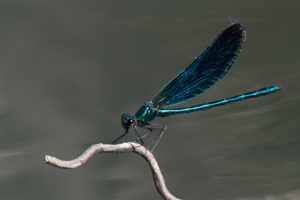 Thierry-Winkler_TWI3372